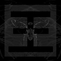Cicada