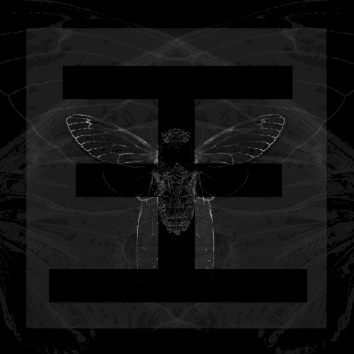 Cicada