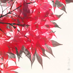 To Everything, There Is a Season