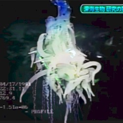 深海の悪夢