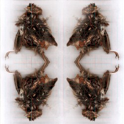 #123: Has the Swallow Come, the Harbringer of Spring?