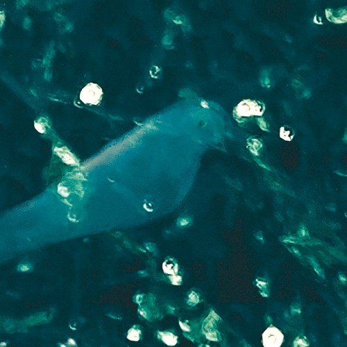 WA‐Zoh