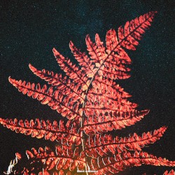 Pale Tapes of Autumn