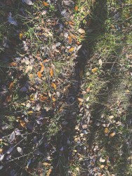 falling leaves