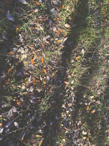 falling leaves