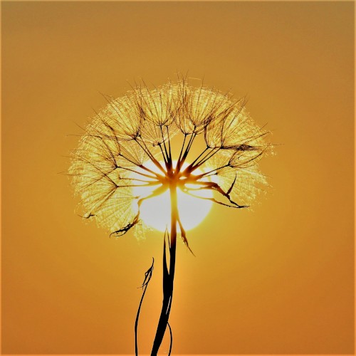 High Plains of the Drifting Sun