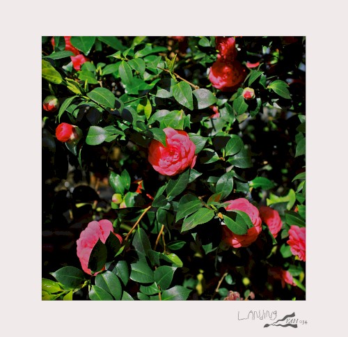 Bi-Monthly Subscription Series 09