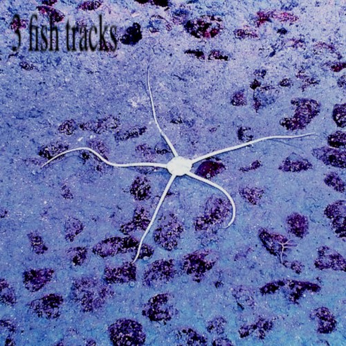 3 fish tracks