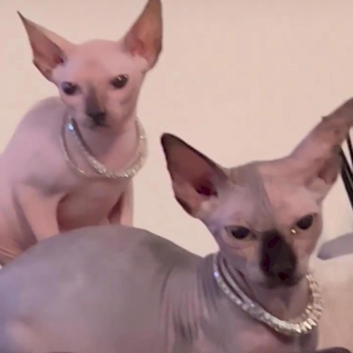 sphynx