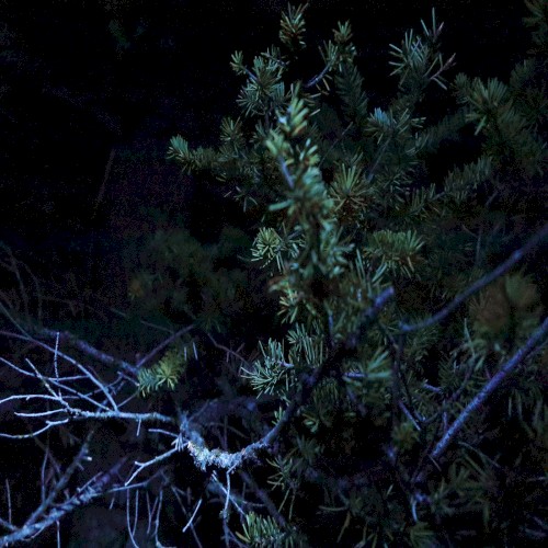 Totem / Twilight