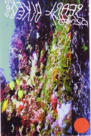 Pearl Divers