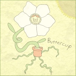 buttercup