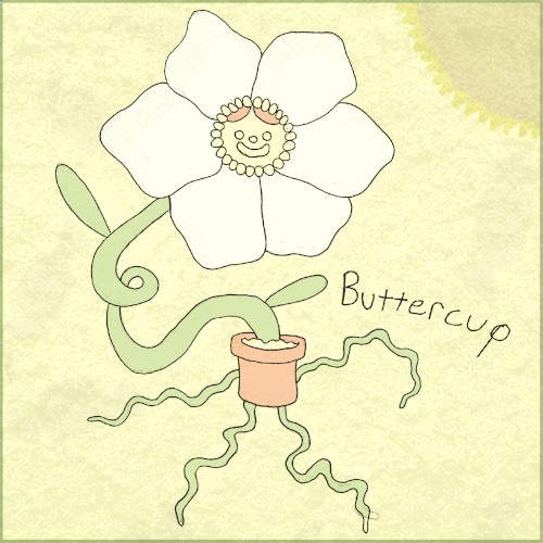 buttercup