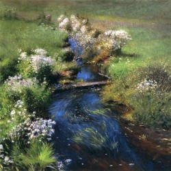 wild asters