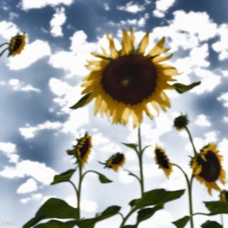 Helianthus