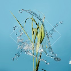 Stream