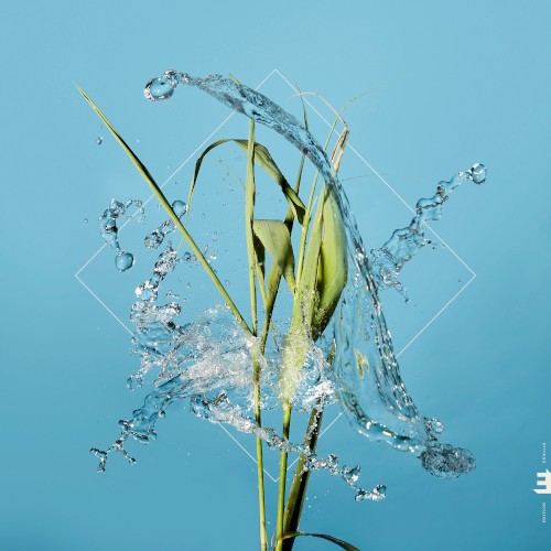 Stream