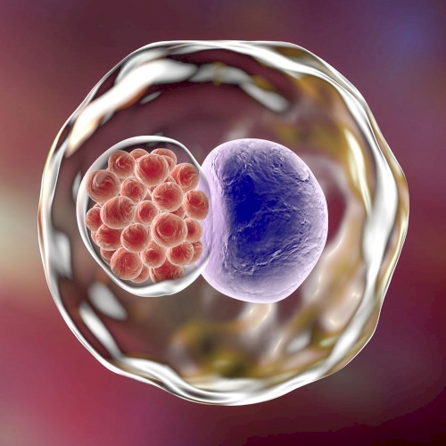 Chlamydia