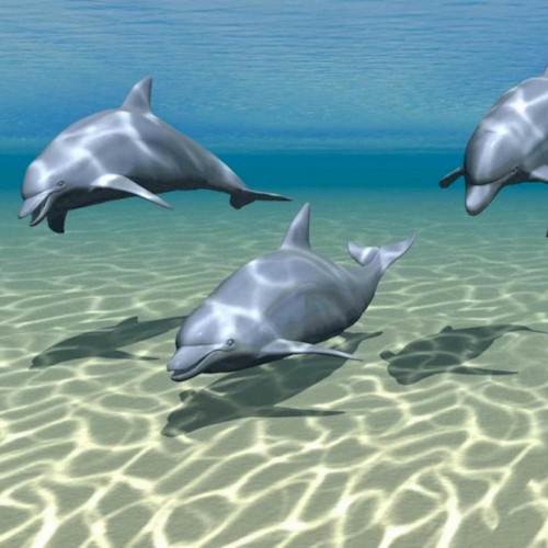 Sonic Dolphin
