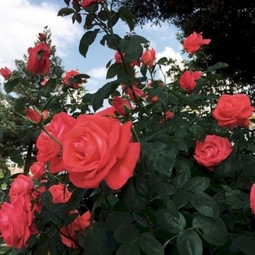 flowers (Caleb Belkin x with U')