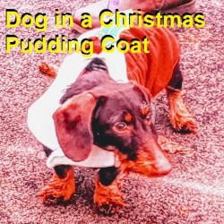 Dog in a Christmas Pudding Coat