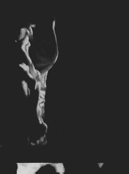 Transience Frequency