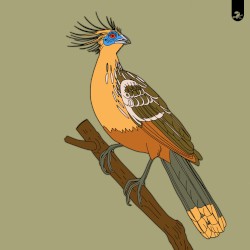 Hoatzin / Turaco