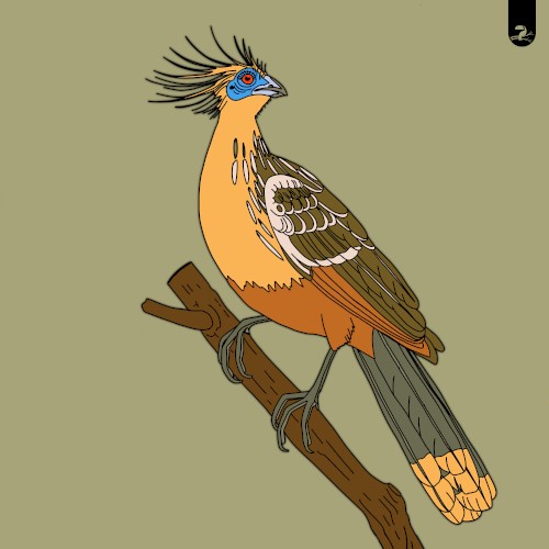 Hoatzin / Turaco