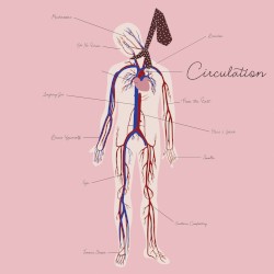 Circulation