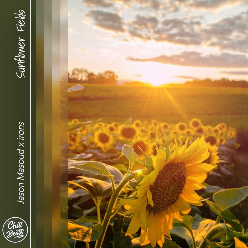 Sunflower Fields