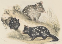 Three Quolls