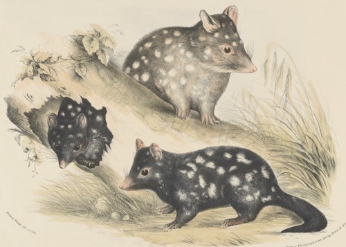 Three Quolls