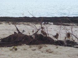 The Islands