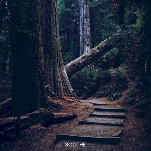 Dark Forest