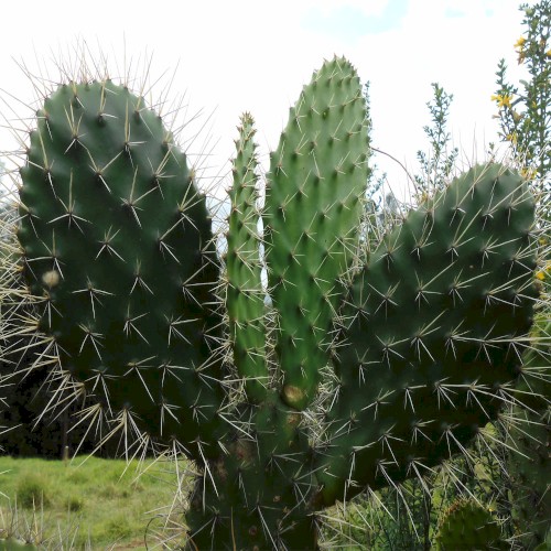 #112: As Thorns Sunk Into the Hand (Part 1)