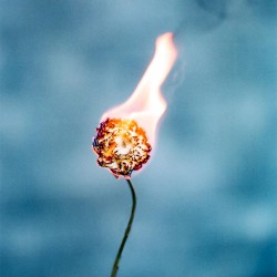 Signal Fires