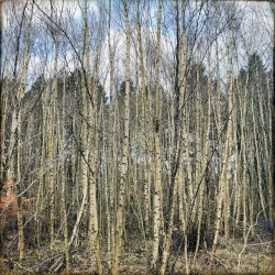 The Space Between the Trees
