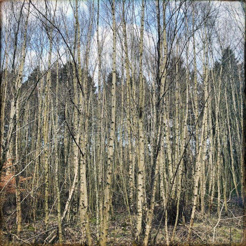 The Space Between the Trees