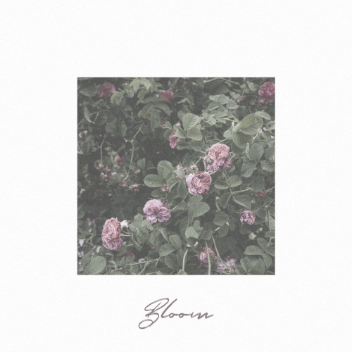 Bloom