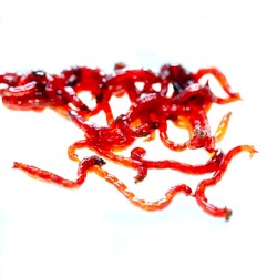 Bloodworms