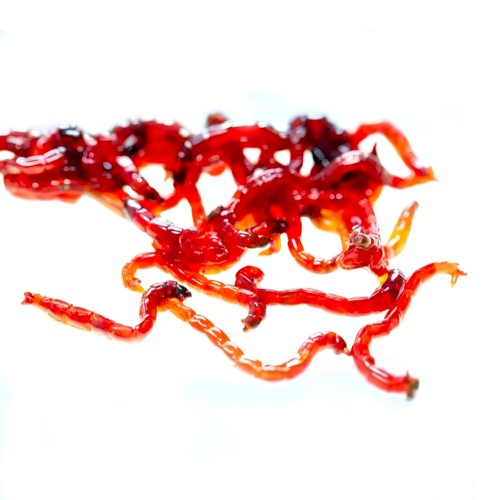 Bloodworms