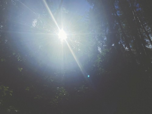 awakening forest