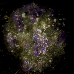 Flowers in the Dark