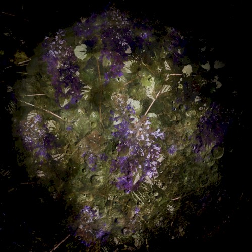 Flowers in the Dark