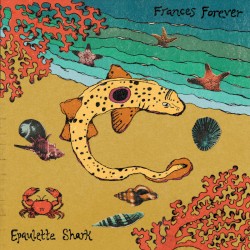 Epaulette Shark