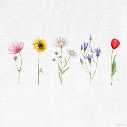wildflower