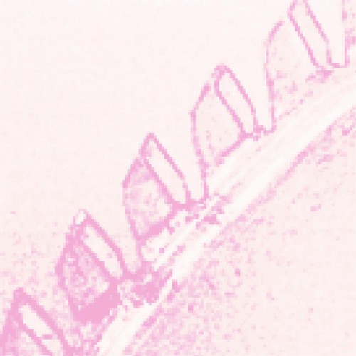 partraeb