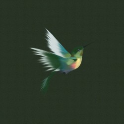 Hummingbird