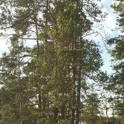 Midnight Sun 5 A