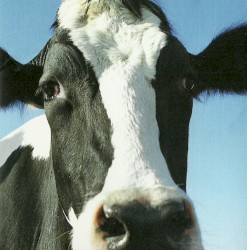 メルヘン殺伐
